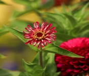 2023 09 17 LongFellowGardens 007